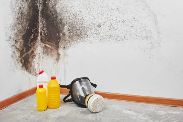 Best Attic Mold Removal  in Williams, CA