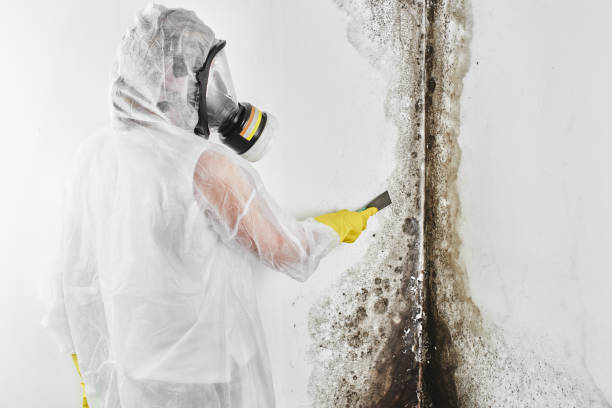 Best Mold Removal and Inspection  in Williams, CA