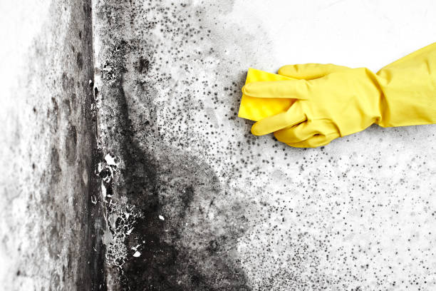 Best Office Mold Removal Services  in Williams, CA