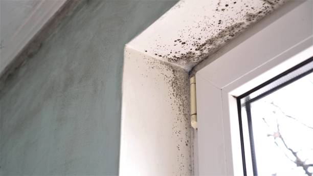 Best Certified Mold Removal  in Williams, CA