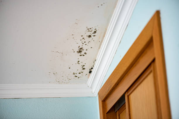 Best Mold Remediation  in Williams, CA