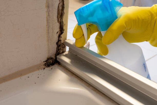 Best Attic Mold Removal  in Williams, CA