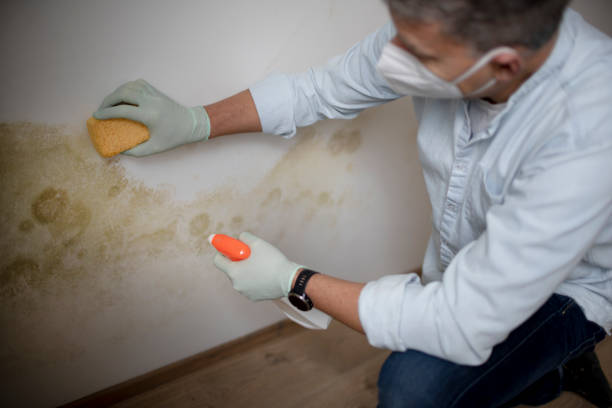 Best Affordable Mold Removal  in Williams, CA