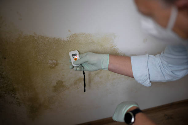 Best Mold Damage Repair  in Williams, CA