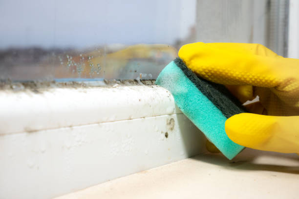 Best Residential Mold Removal  in Williams, CA