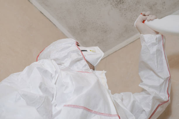 Office Mold Removal Services in Williams, CA