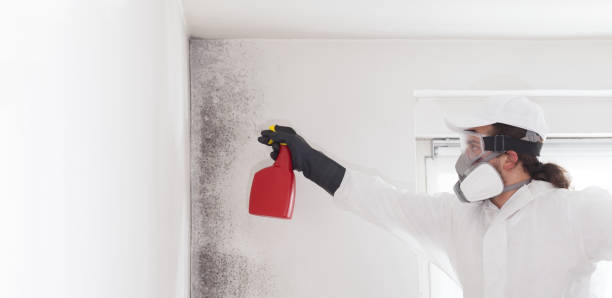 Best Toxic Mold Removal  in Williams, CA