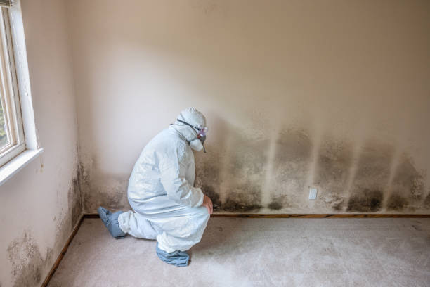Attic Mold Removal in Williams, CA