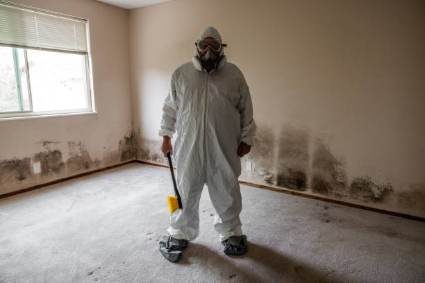 Trusted Williams, CA Mold Removal Experts