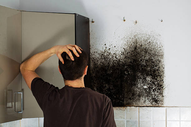 Best Best Mold Removal Companies  in Williams, CA