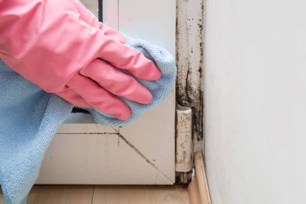 Best Home Mold Removal  in Williams, CA