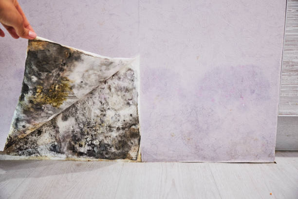 Best Local Mold Removal Service  in Williams, CA